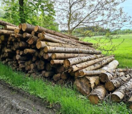 Grumes et billons d'épicéa pour charpente et sciage – Semi-remorque de 50 stères certifiée PEFC et FSC